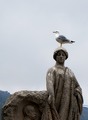the bird