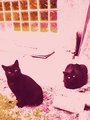 beyond the cats