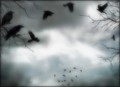 Ravens.