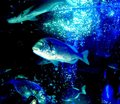 fishplay