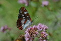 Plavi admiral