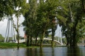 the swamp