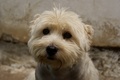 old sad dog
