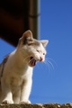 hungry kitty