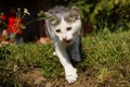 explorer_2