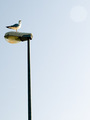 Galeb,flare,ka&hellip;