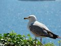 galeb i more