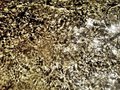voda