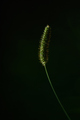 In the dark
