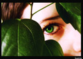 Cameleon eye