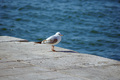 To fly or to s&hellip;