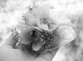 OrchiDeus