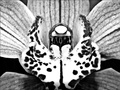 orchid