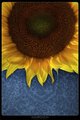 sunce moje malo