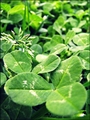 luck of the Ir&hellip;