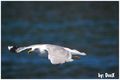 Galeb
