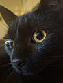 Nimi portret