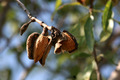 bajamendula