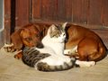 friends