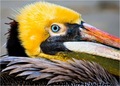 Blue eyed Peli&hellip;