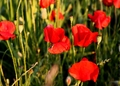 korov i pčela