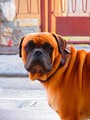 Tai