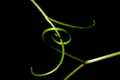 01 loop