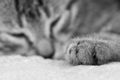 nap