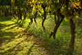 -wineyard-