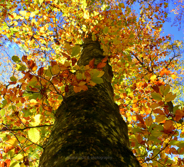 " I bliješti suncem obasjana ..čudesna raskoš njenih grana...